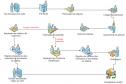 Um esquema do processo de produção das carteiras de identidade.