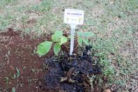 Campanha Floresce Paraná