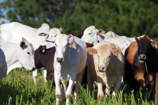 Paraná conquista reconhecimento nacional de Área Livre de Aftosa com atuação da Celepar