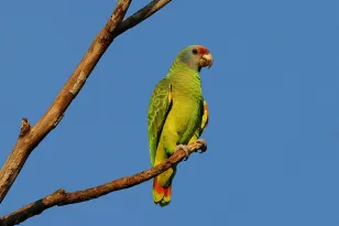 Com apoio da Celepar, proprietários de áreas ambientalmente aptas no Paraná podem receber animais que necessitem de reabilitação à natureza 