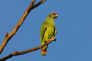 Com apoio da Celepar, proprietários de áreas ambientalmente aptas no Paraná podem receber animais que necessitem de reabilitação à natureza 