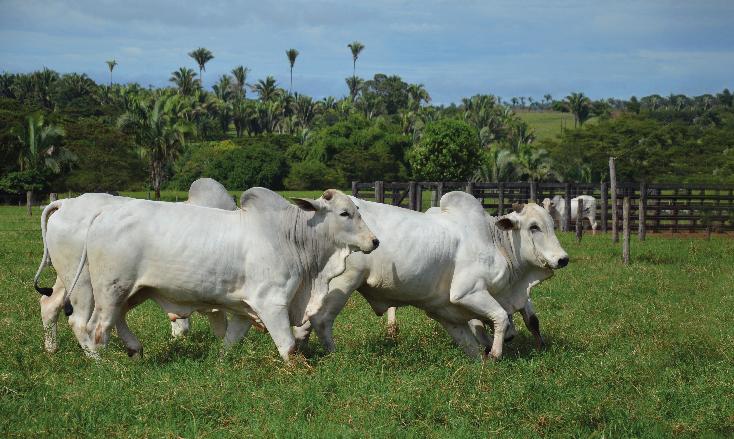 Celepar desenvolve sistema de fiscalização que eleva o Paraná ao status de Livre da Febre Aftosa sem vacinação
