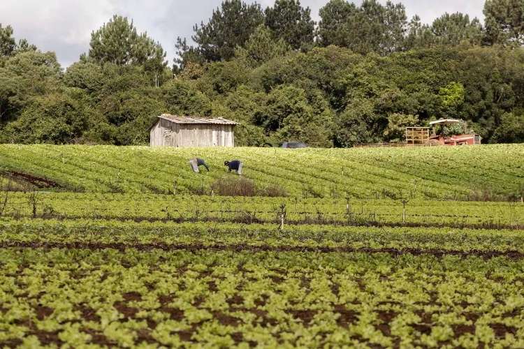 Celepar desenvolve sistema para compra de produtos da agricultura familiar