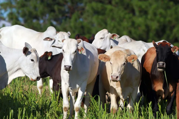 Paraná conquista reconhecimento nacional de Área Livre de Aftosa com atuação da Celepar