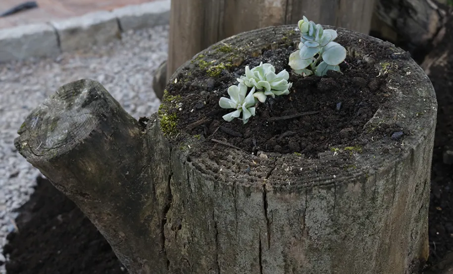 Celeparianos decoram o novo jardim da empresa em oficina