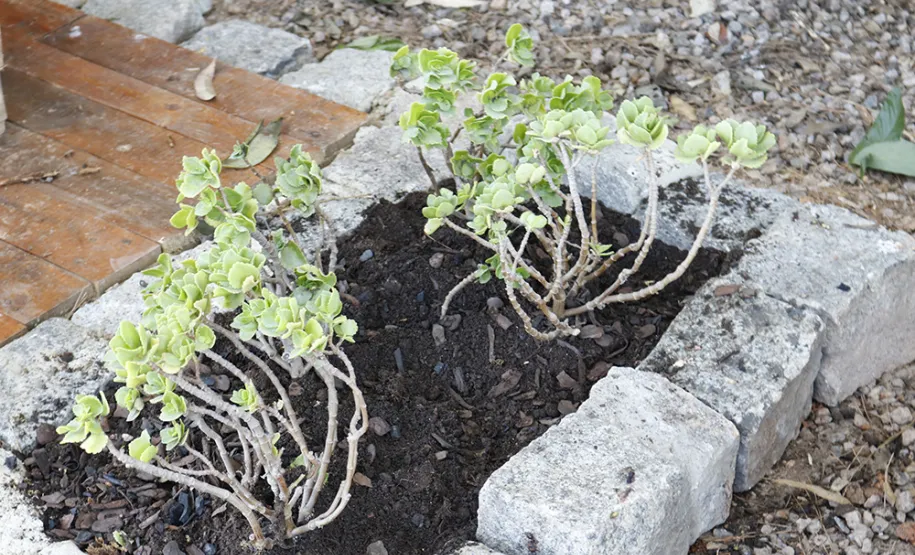 Celeparianos decoram o novo jardim da empresa em oficina