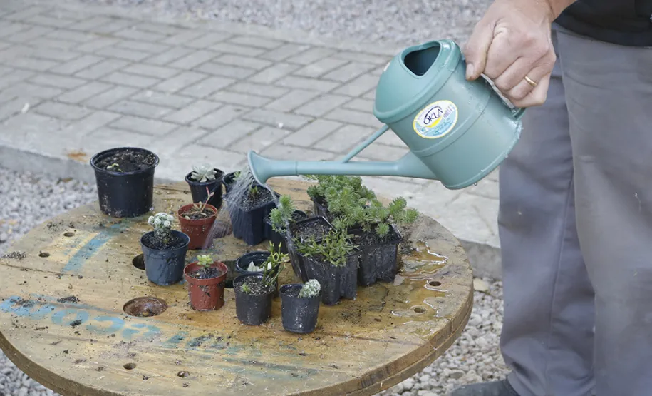 Celeparianos decoram o novo jardim da empresa em oficina