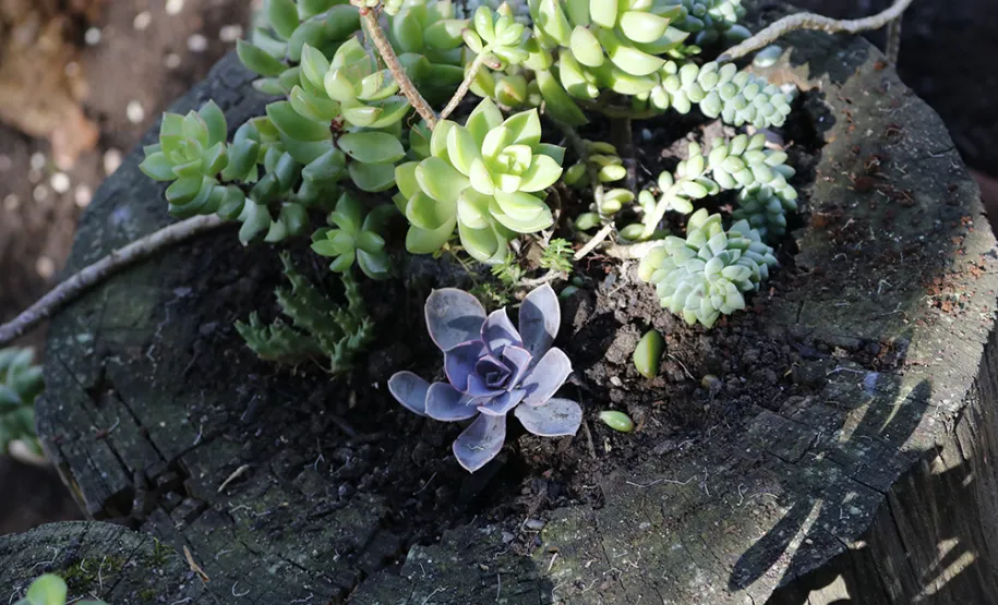 Celeparianos decoram o novo jardim da empresa em oficina