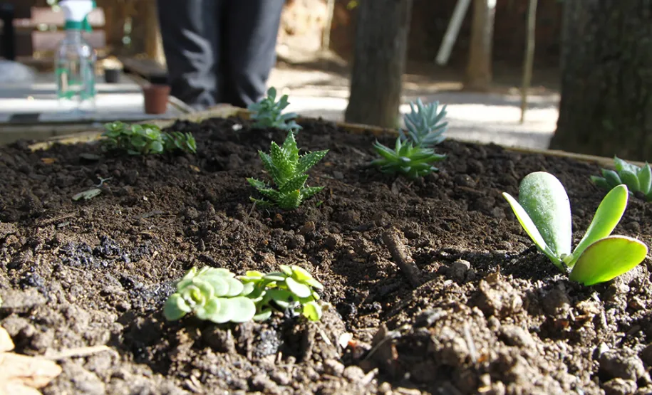 Celeparianos decoram o novo jardim da empresa em oficina